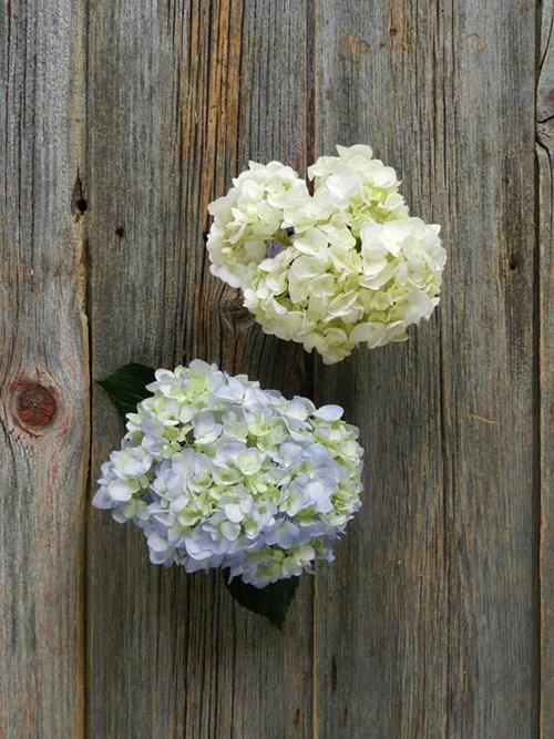 BLUE & WHITE   HYDRANGEAS